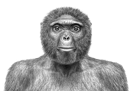 091001-oldest-human-skeleton-ardi-missing-link-chimps-ardipithecus-ramidus_big.jpg